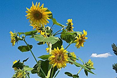 虚幻引擎5自制游戏集锦 《塞尔达传说：风之杖》再现